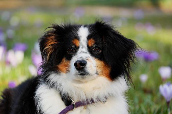 Dogsden: A Haven for Dog Lovers