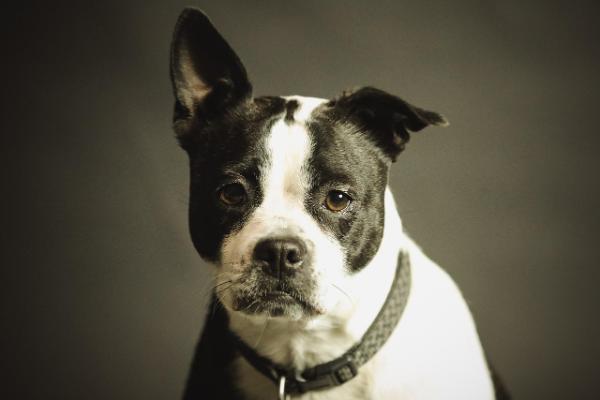 Discovering Dogsden: A Haven for Dog Lovers