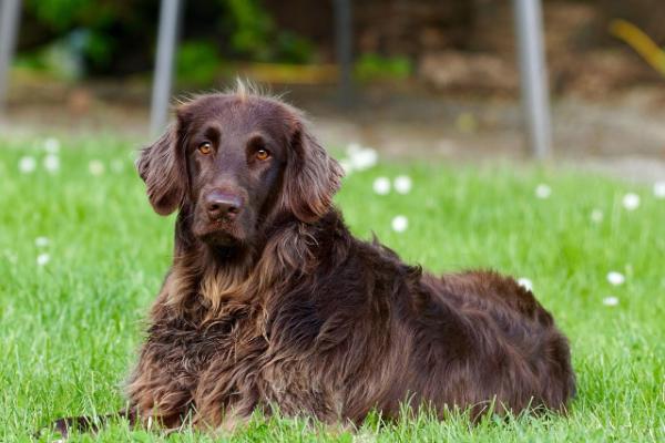 Discovering Dogsden: A Haven for Dog Lovers